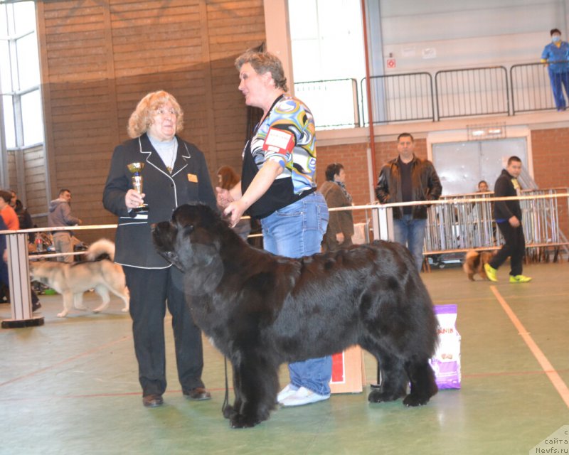 Фото: ньюфаундленд Акватория Келвин Яуза (Aquatoriya Kelvin Yauza)
