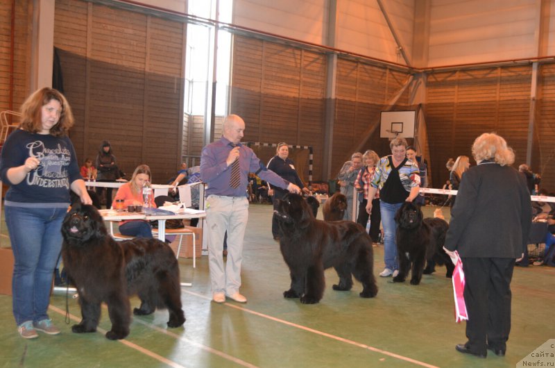 Фото: ньюфаундленд Ноэль Наследница Вятских Медведей (Noel Naslednitsa Vyatskiy Medved), ньюфаундленд Назар Вятский Медведь (Nazar Vyatskiy Medved), ньюфаундленд Акватория Келвин Яуза (Aquatoriya Kelvin Yauza)