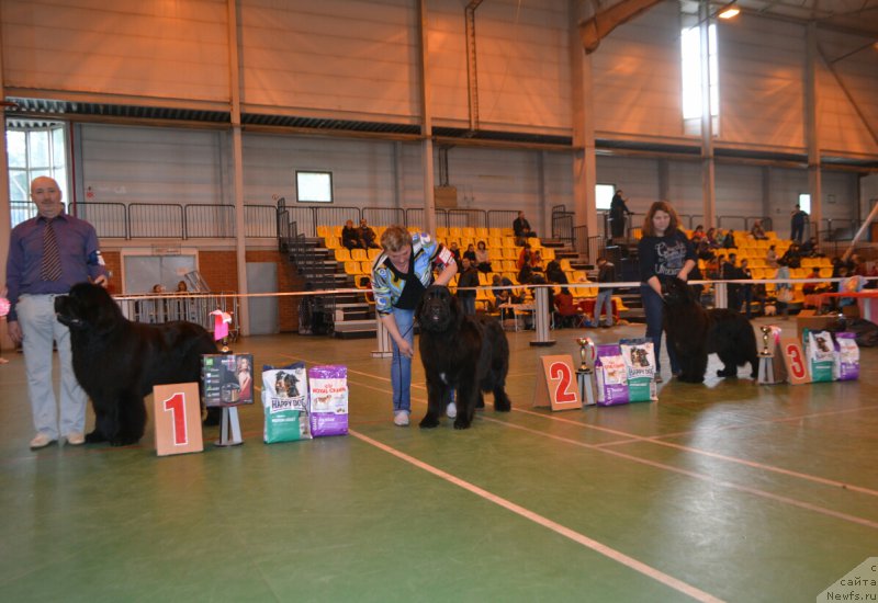 Фото: ньюфаундленд Назар Вятский Медведь (Nazar Vyatskiy Medved), ньюфаундленд Акватория Келвин Яуза (Aquatoriya Kelvin Yauza), ньюфаундленд Ноэль Наследница Вятских Медведей (Noel Naslednitsa Vyatskiy Medved)