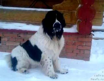 Фото: ньюфаундленд Маг Исполин Обсидиан