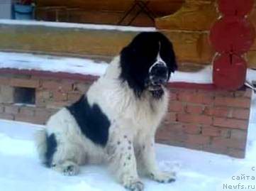 Фото: ньюфаундленд Маг Исполин Обсидиан