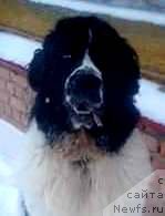 Фото: ньюфаундленд Маг Исполин Обсидиан