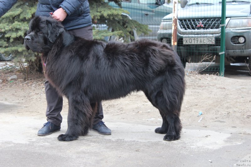 Фото: ньюфаундленд Уизард оф Озз