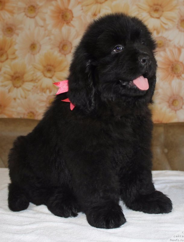 Фото: ньюфаундленд Имиджа Берегиня