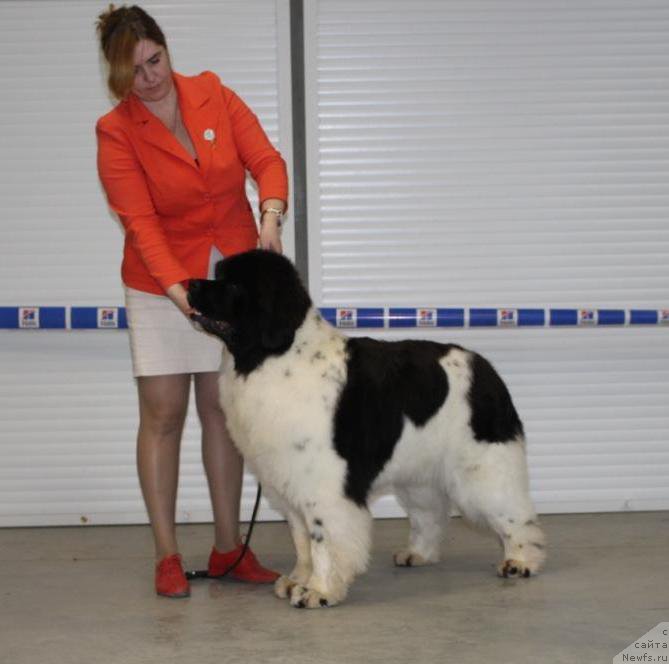 Фото: ньюфаундленд Специал Герл (Special Girl)