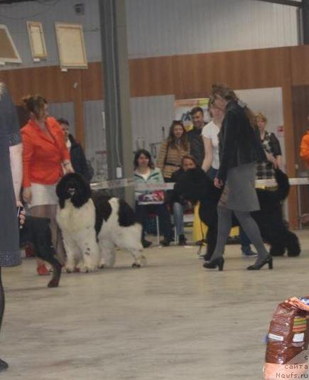 Фото: ньюфаундленд Специал Герл (Special Girl)