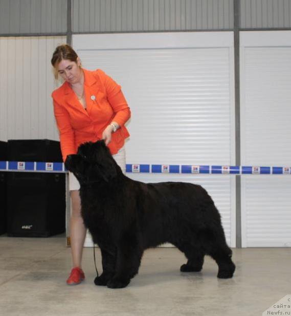 Фото: ньюфаундленд Супер Премиум Ундерковер Лове (Super Premium Undercover Love)