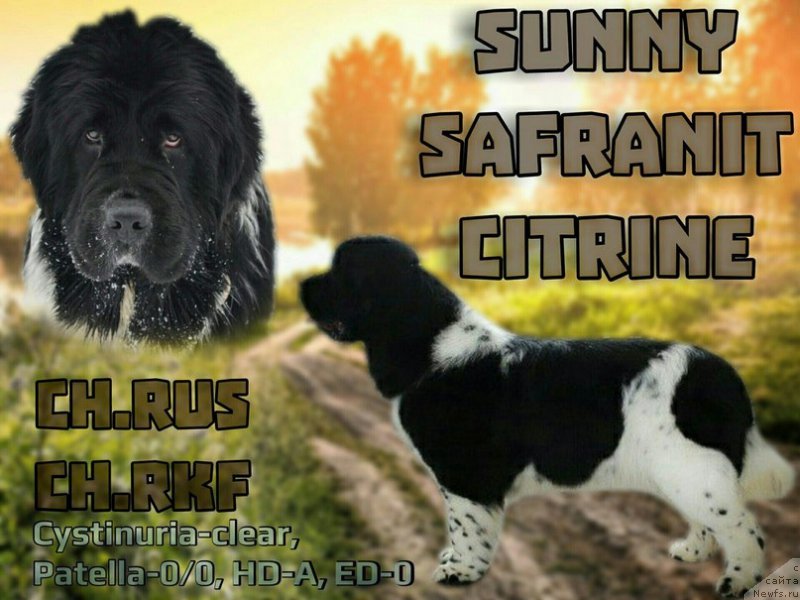 Фото: ньюфаундленд Сунну Сафранит Цитрине (Sunny Safranit Citrine)