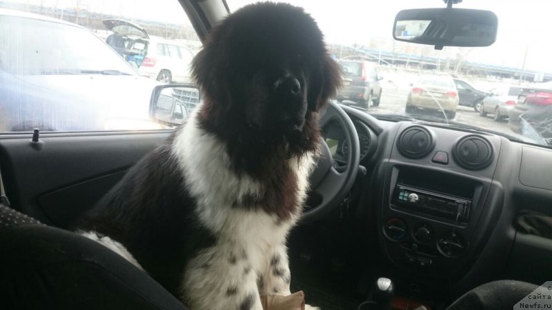 Фото: ньюфаундленд Терра Виктория Евлампия Романовна