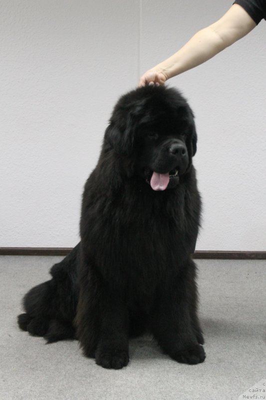 Фотография № 223878