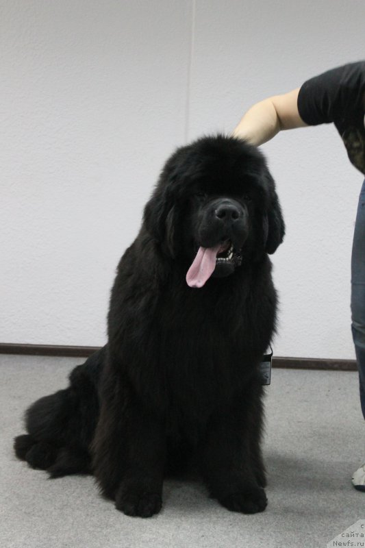 Фотография № 223880