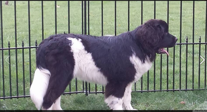 Фото: ньюфаундленд Ванджелис Эврика Бриллиант Поморья