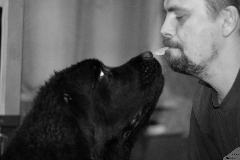 Фото: ньюфаундленд Черная Мафия Бекаусе И Ам Вортх Ит (Chernaya Mafia Because I Am Worth It)