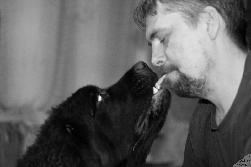 Фото: ньюфаундленд Черная Мафия Бекаусе И Ам Вортх Ит (Chernaya Mafia Because I Am Worth It)