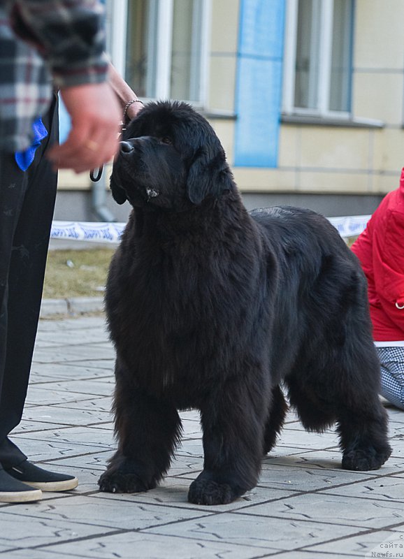 Фото: ньюфаундленд Дэнсинг Баттерфлай из Аркаима (Dancing Butterfly iz Arkaima)