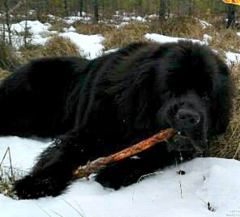 Фото: ньюфаундленд Смигар Войс оф Фридом (Smigar Voice of Freedom)