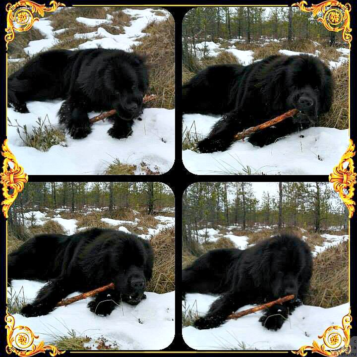 Фото: ньюфаундленд Смигар Войс оф Фридом (Smigar Voice of Freedom)