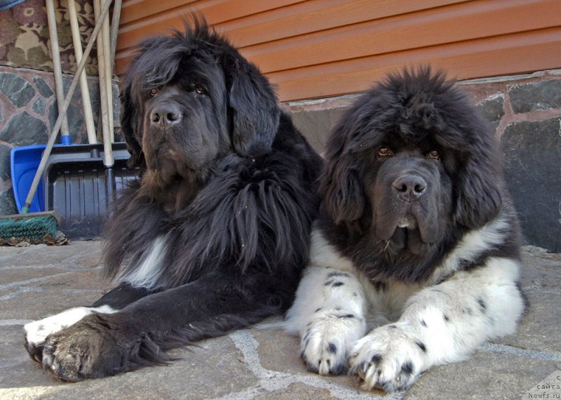 Фотография № 223902