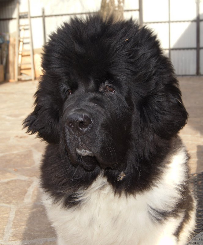 Фотография № 223903