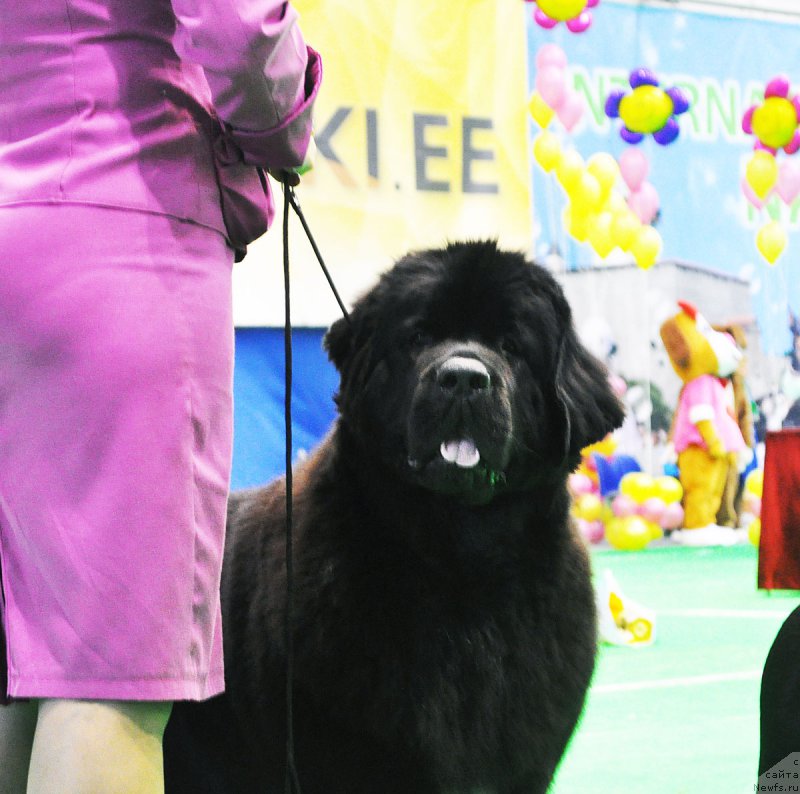 Фотография № 223910