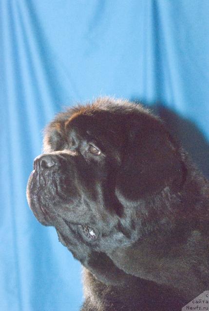 Фото: ньюфаундленд Лунная Соната из Племени Кедра