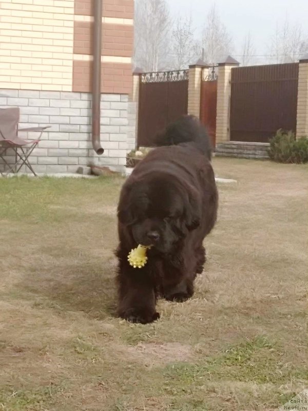 Фото: ньюфаундленд Перун из Антаграда (Perun is Antagrada)