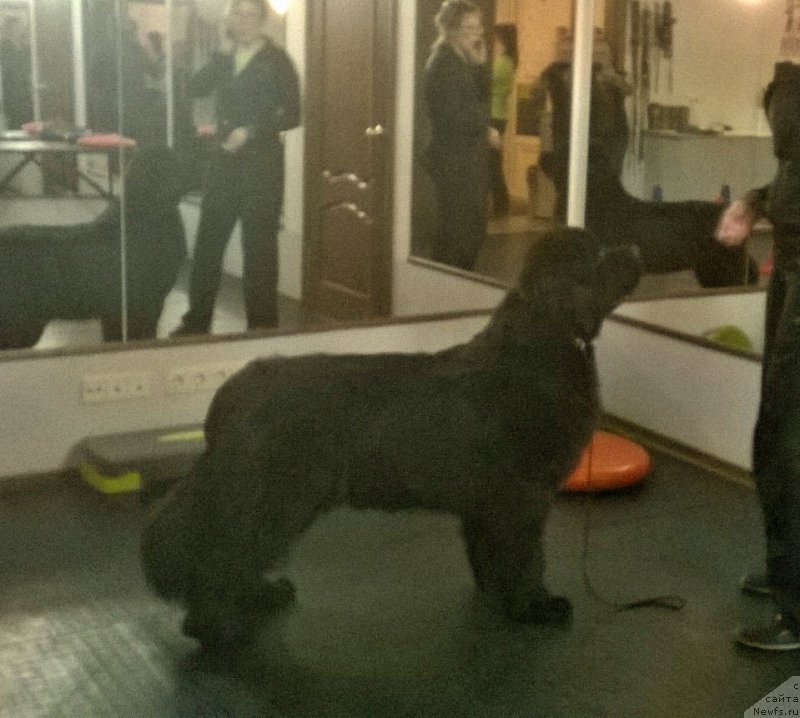 Фото: ньюфаундленд Бегущая по Волнам Браво Брависсимо (Beguschaya po Volnam Bravo Bravissimo)