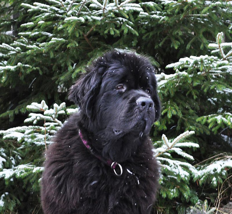 Фотография № 223925