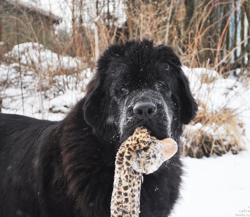 Фотография № 223926