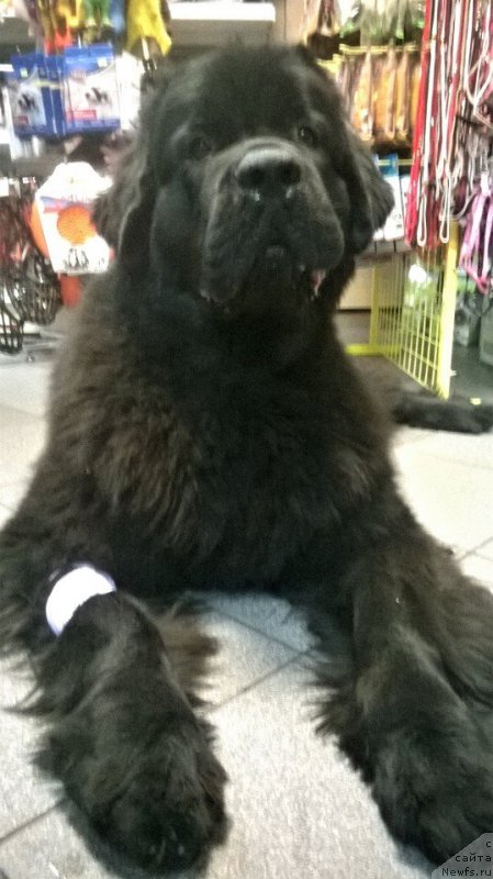 Фото: ньюфаундленд Бегущая по Волнам Браво Брависсимо (Beguschaya po Volnam Bravo Bravissimo)