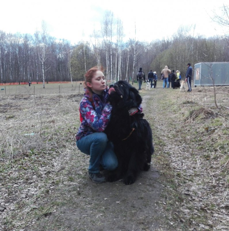 Фото: ньюфаундленд Черный Чанк с Берега Дона (Chernyj Chank s Berega Dona)