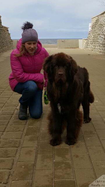 Фото: ньюфаундленд Браунблад МСК Альпина Гуардиан Соул (Brownblood MSK Alpina Guardian Soul)