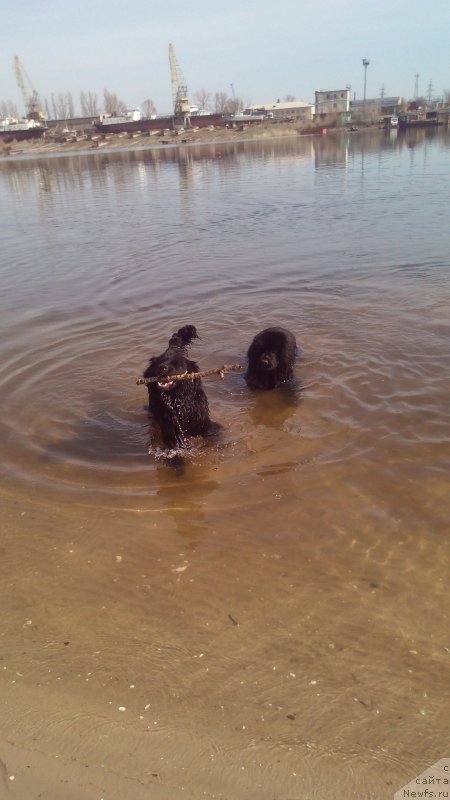 Фото: ньюфаундленд Браунблад МСК Вивитта Курце