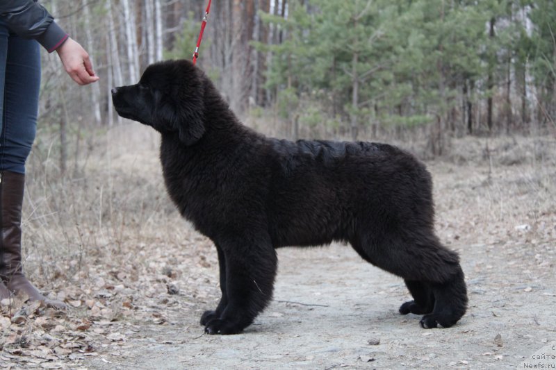Фото: ньюфаундленд Аквиан Сонг Тесс