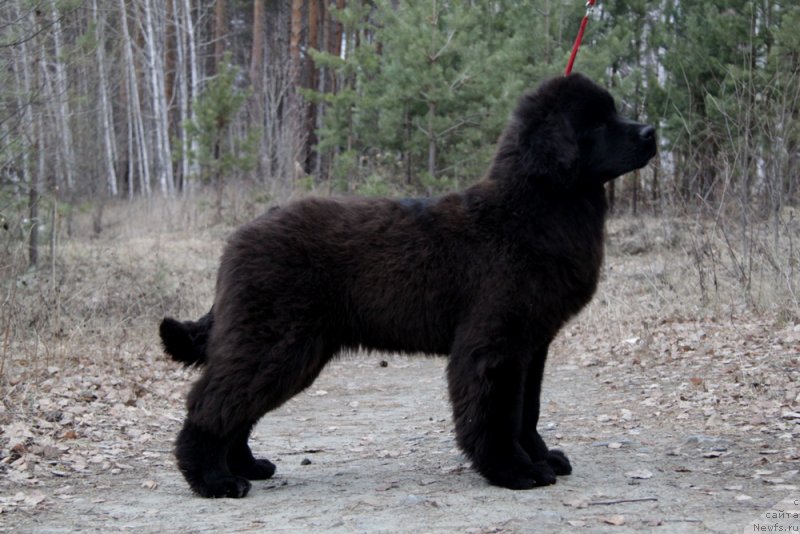 Фото: ньюфаундленд Аквиан Сонг То Фи Фи