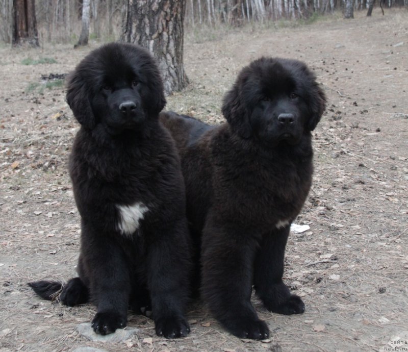 Фото: ньюфаундленд Аквиан Сонг То Фи Фи, ньюфаундленд Аквиан Сонг Тесс