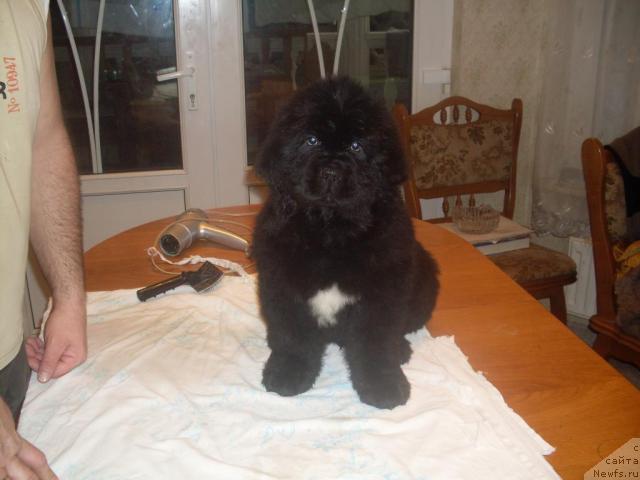 Фото: ньюфаундленд Mississippi-Missouri Careen