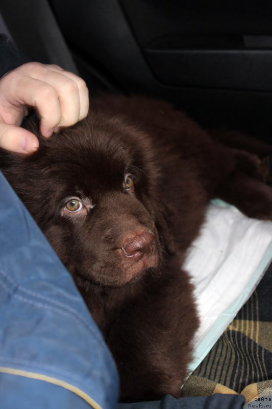 Фото: ньюфаундленд Браунблад МСК Ливона Либа (Brownblood MSK Livona Liba)