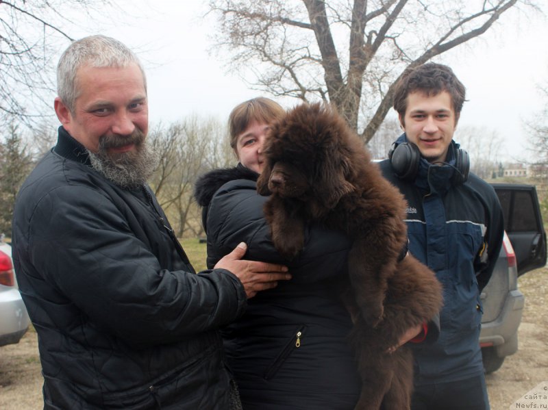 Фото: ньюфаундленд Браунблад МСК Ливона Либа (Brownblood MSK Livona Liba)