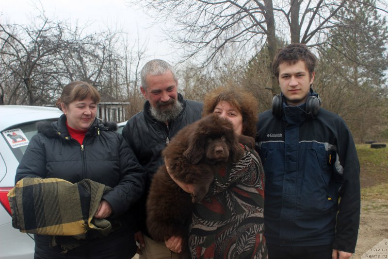 Фото: ньюфаундленд Браунблад МСК Ливона Либа (Brownblood MSK Livona Liba)