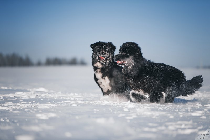 Фотография № 223954