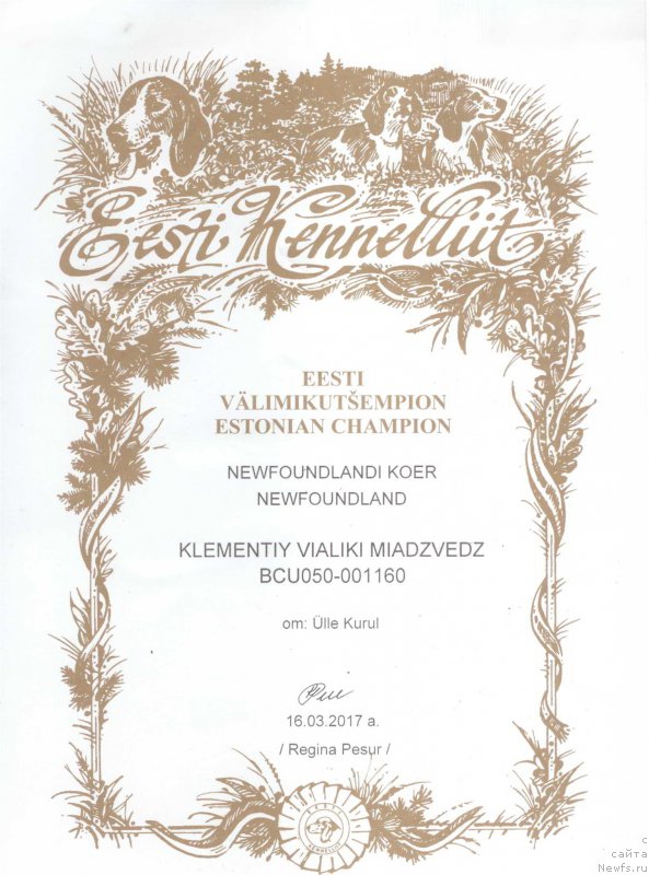 Фото: ньюфаундленд Klementiy Vialiki Miadzvedz