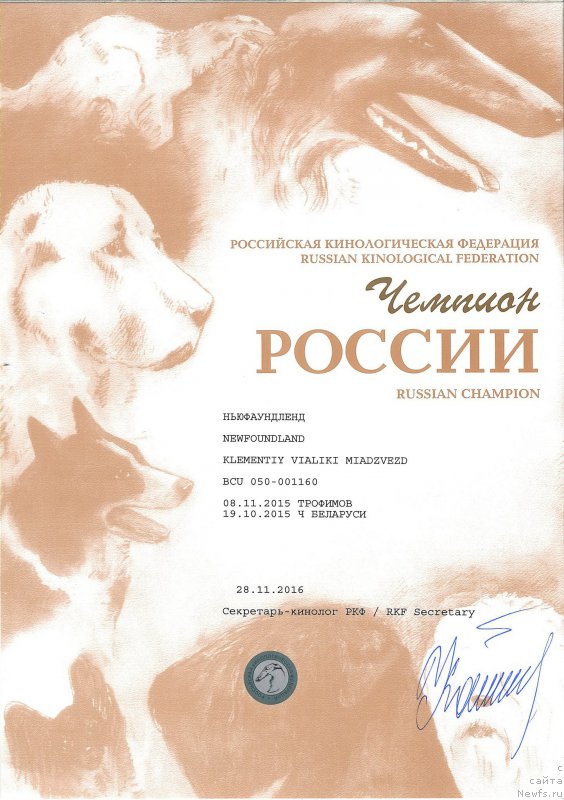 Фото: ньюфаундленд Klementiy Vialiki Miadzvedz