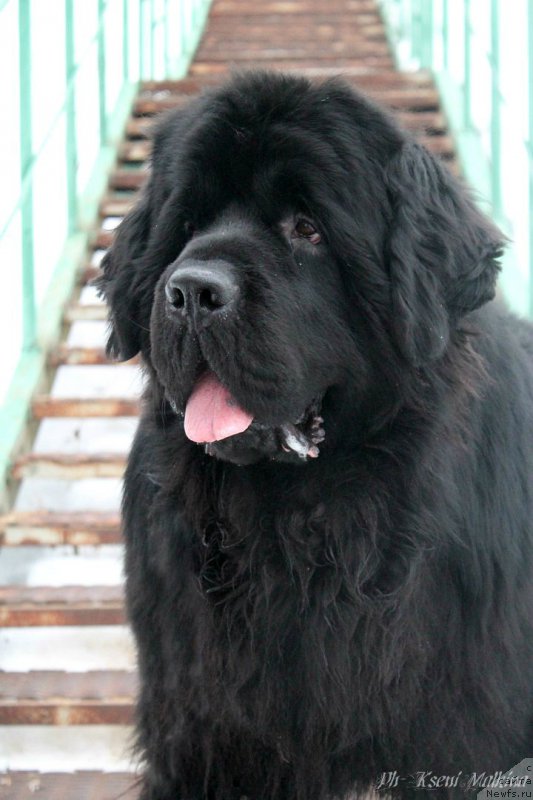 Фото: ньюфаундленд Потап Олан