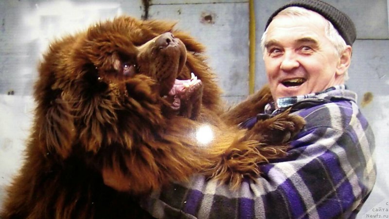 Фото: ньюфаундленд Браунблад МСК Бреннан Лоис