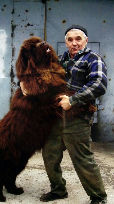 Фото: ньюфаундленд Браунблад МСК Бреннан Лоис