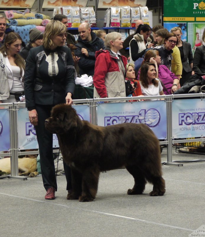 Фото: ньюфаундленд Фанньюф Атлантика (Funnewf Atlantika)