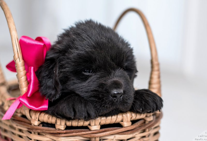 Фото: ньюфаундленд Браунблад МСК Хаким Голд Хайдар (Brownblood MSK Hakim Gold Haydar)