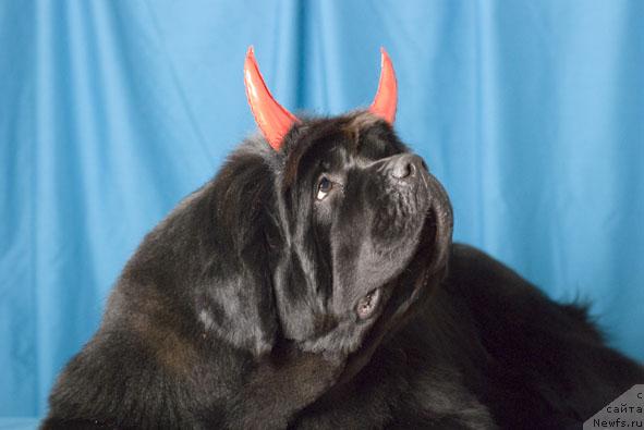 Фото: ньюфаундленд Лунная Соната из Племени Кедра