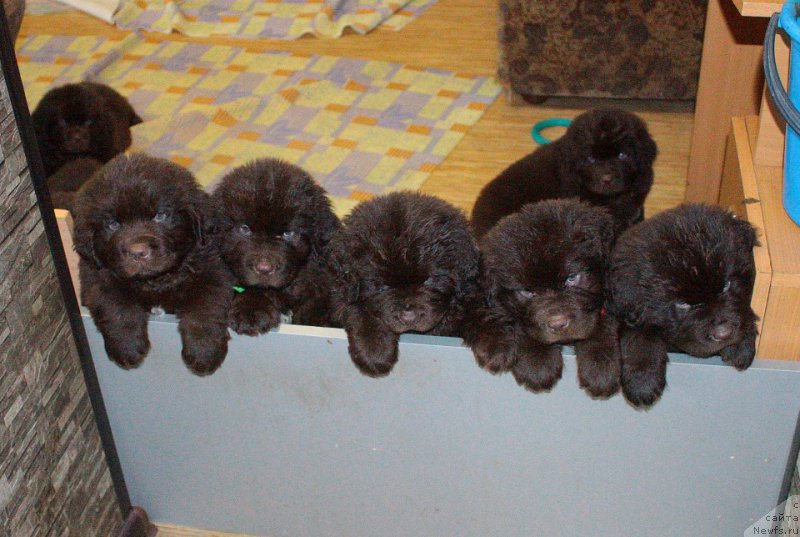 Фотография № 223982